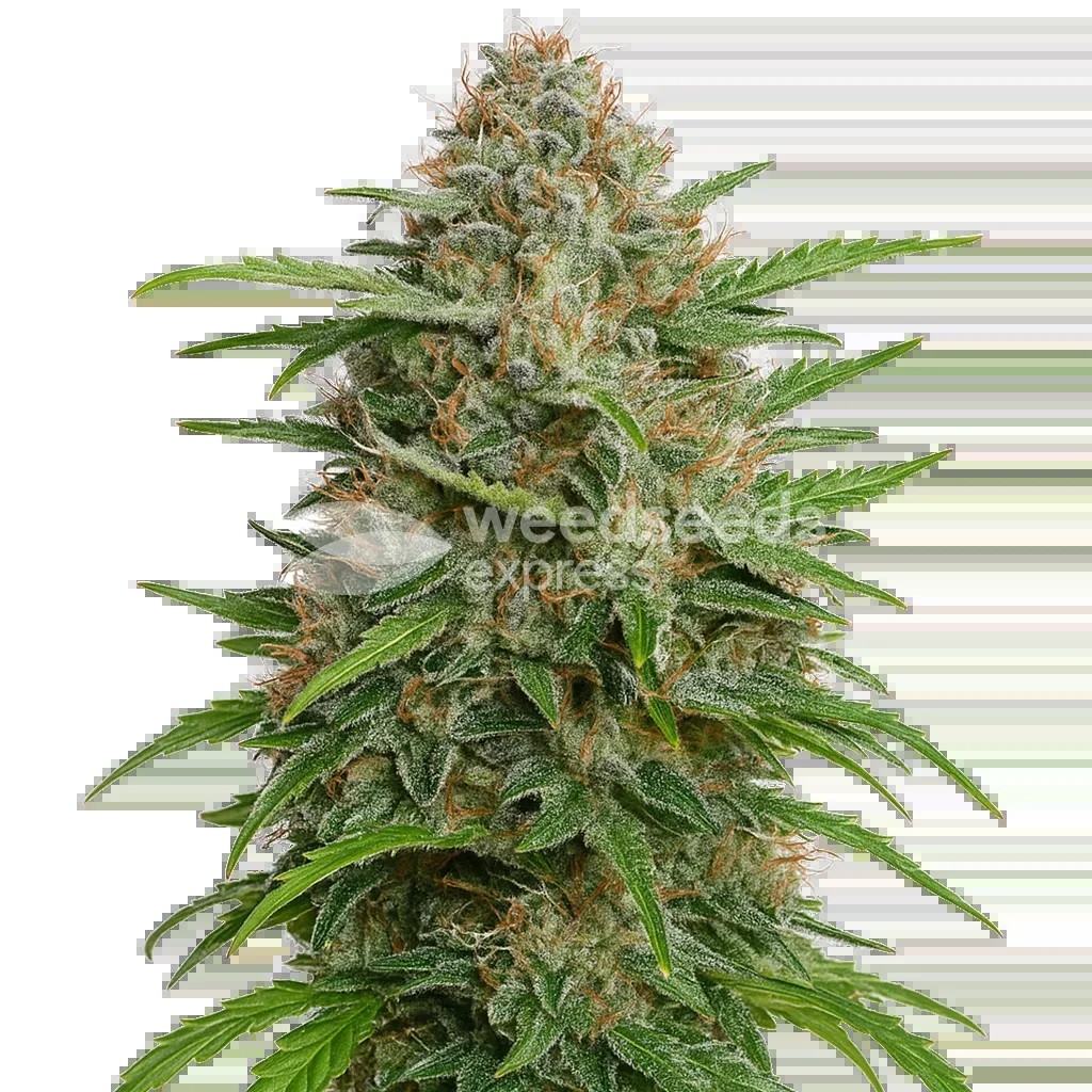 GMO Cookies Auto Seeds