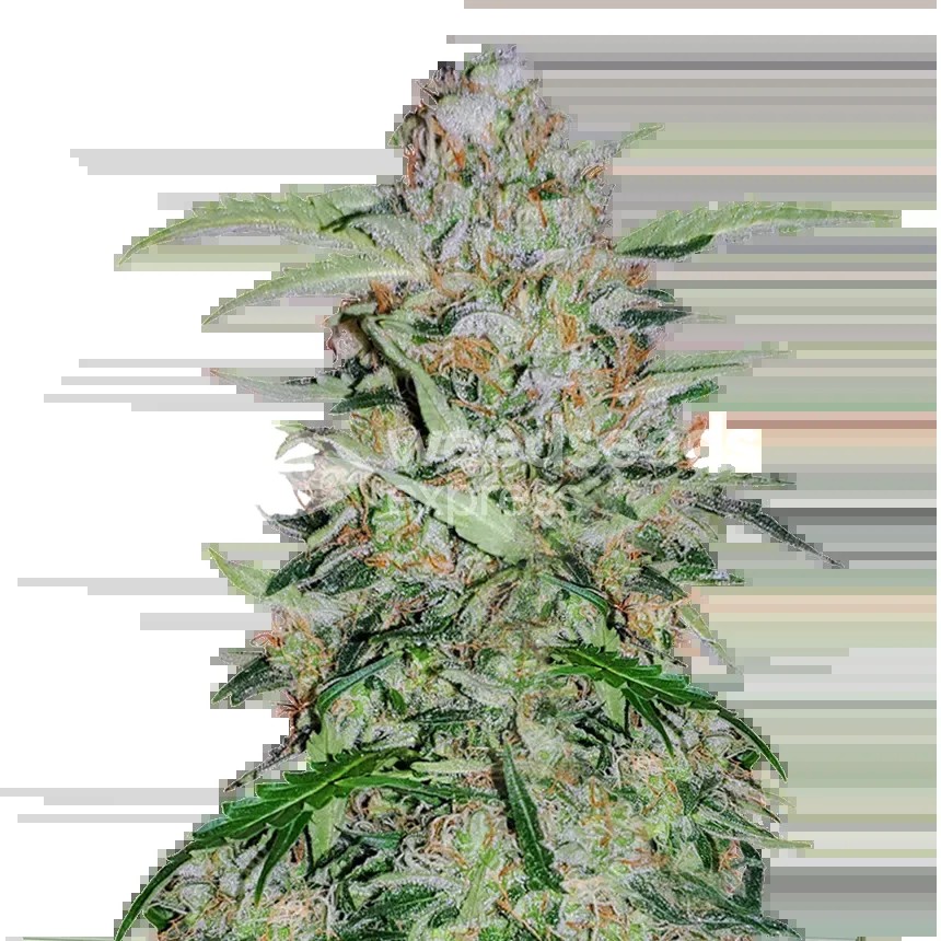 GMO Cookies Seeds