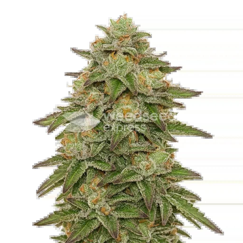 Gelato Auto Seeds