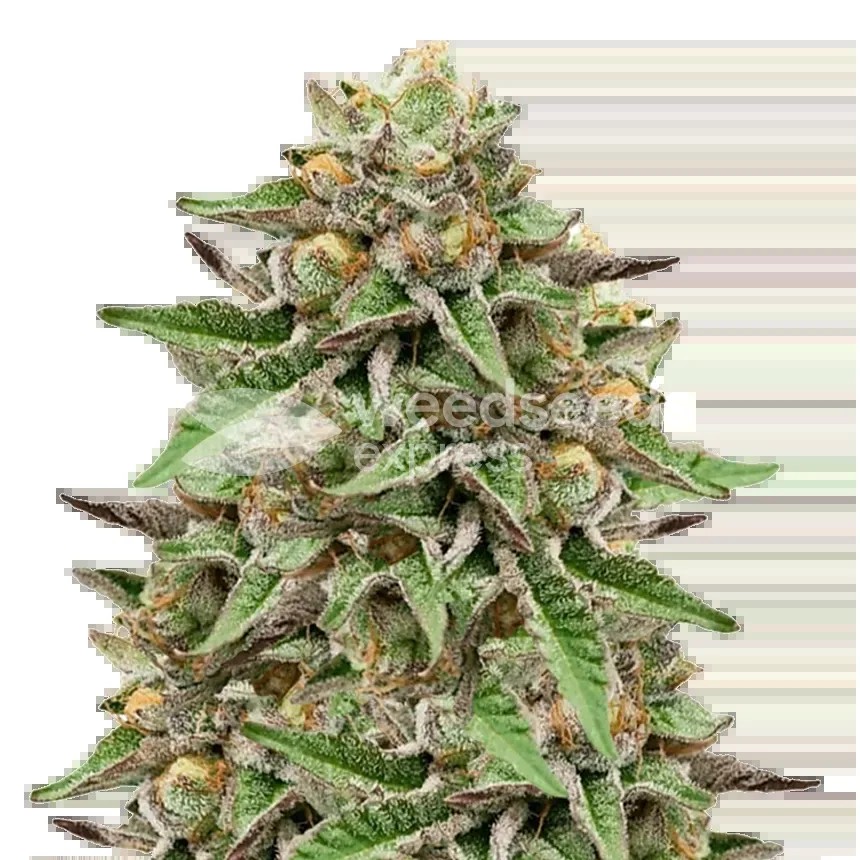 Gelato Seeds