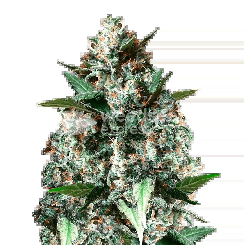 Gelonade Seeds