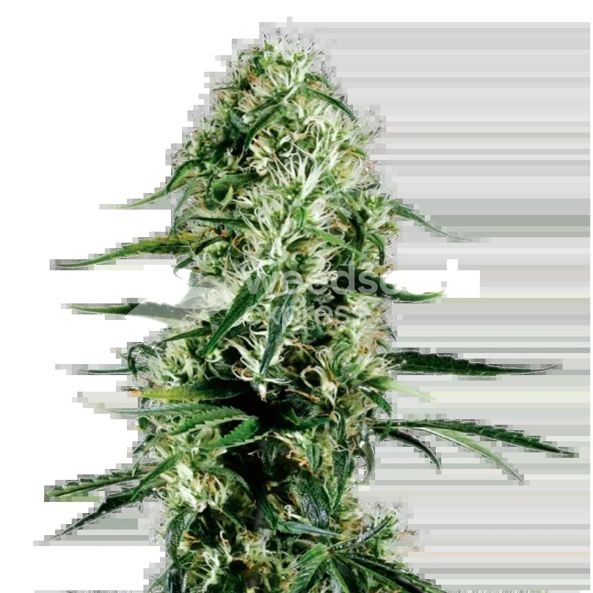 Ghost Train Haze Seeds