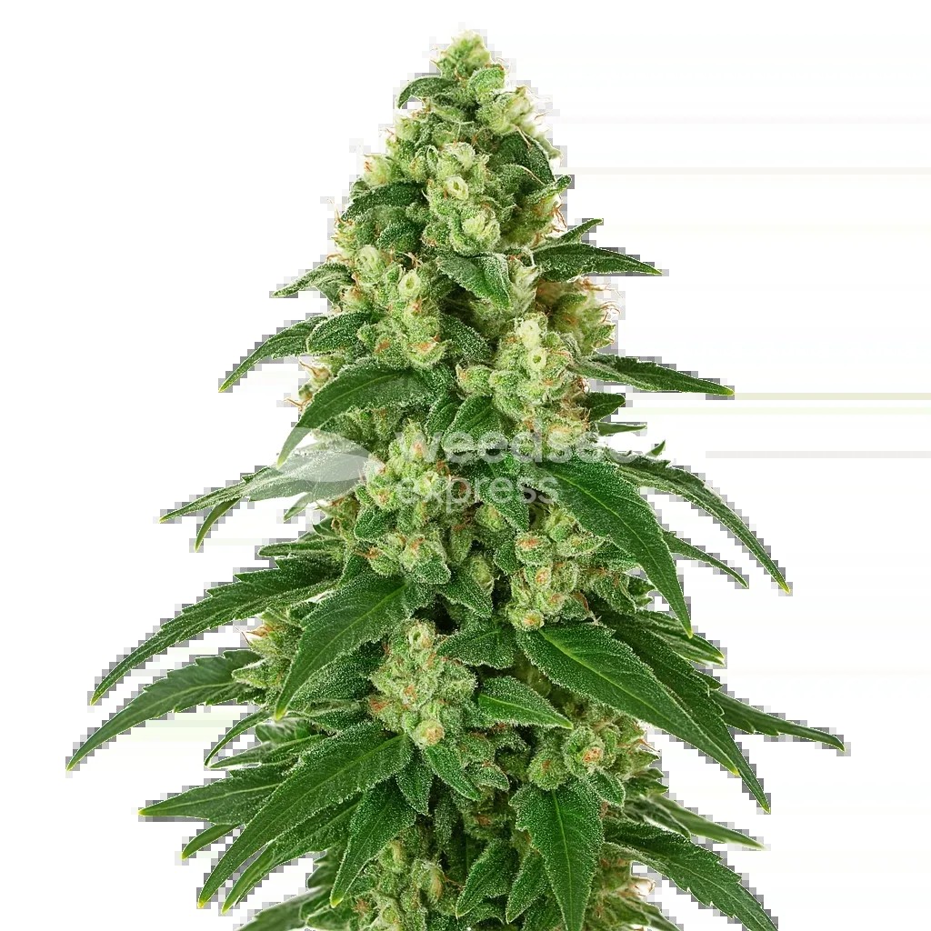 Girl Scout Cookies Auto Seeds