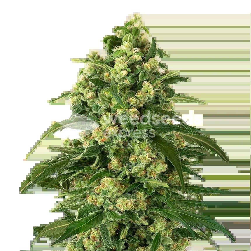 Girl Scout Cookies Seeds