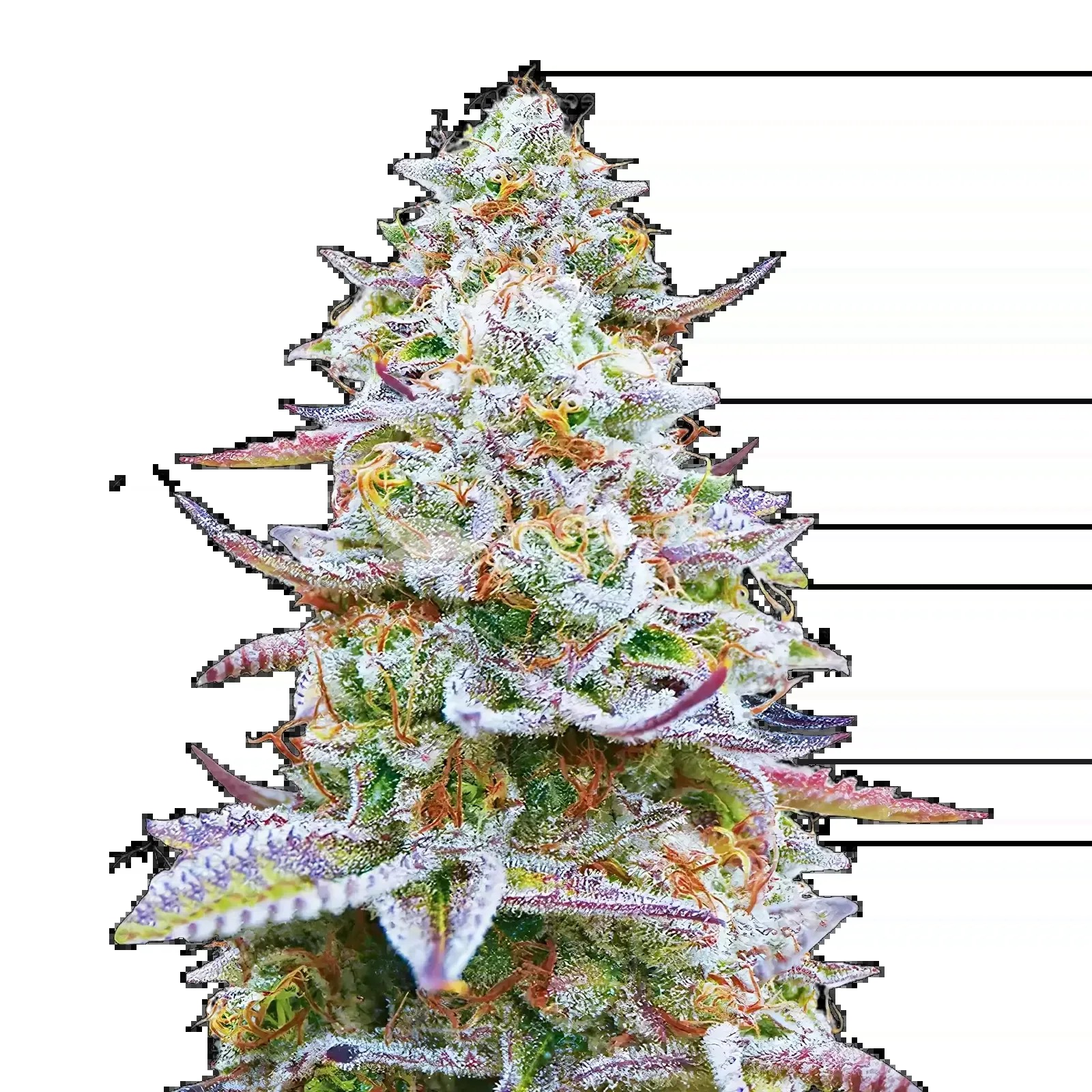 Glitter Bomb Seeds