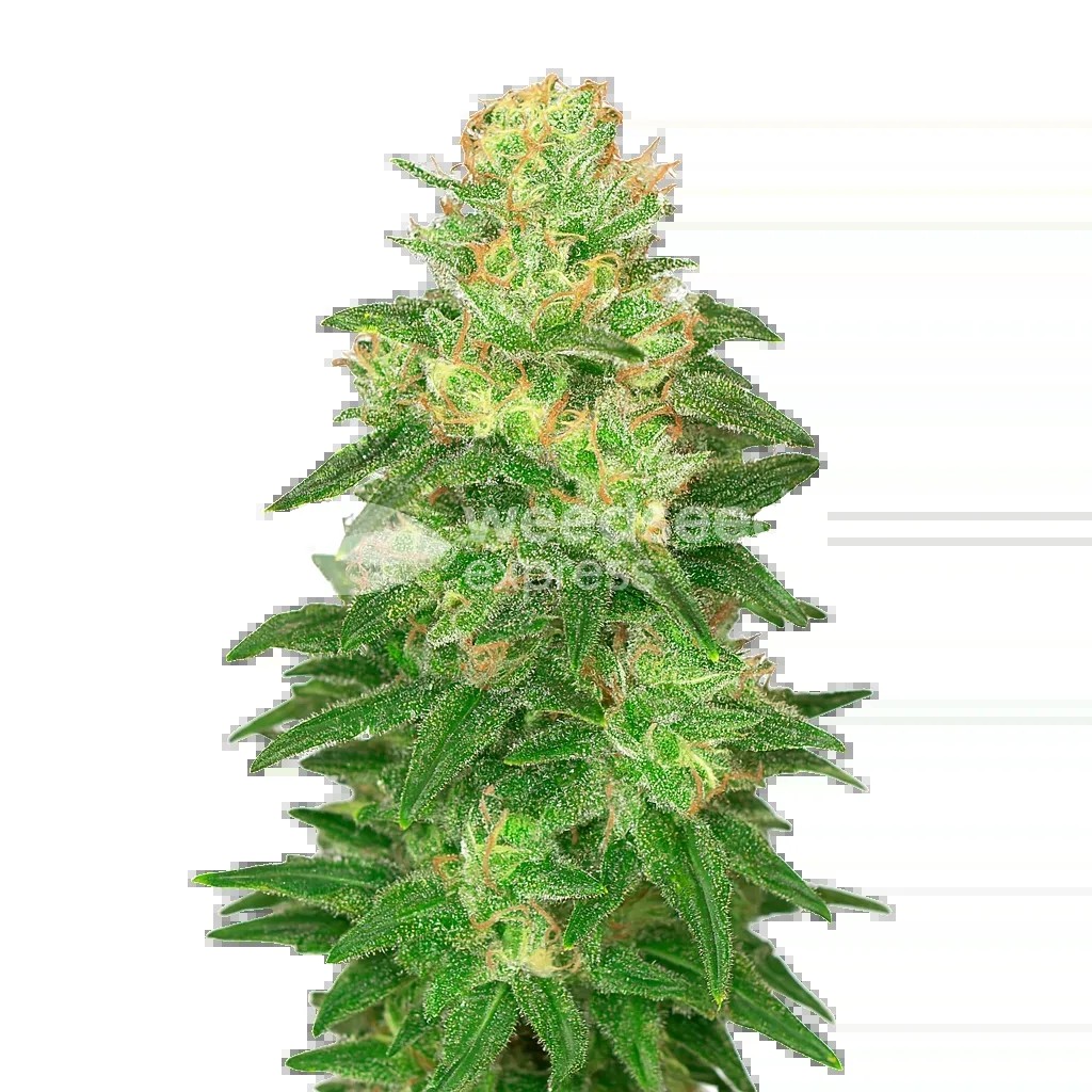 Glookies Auto Seeds