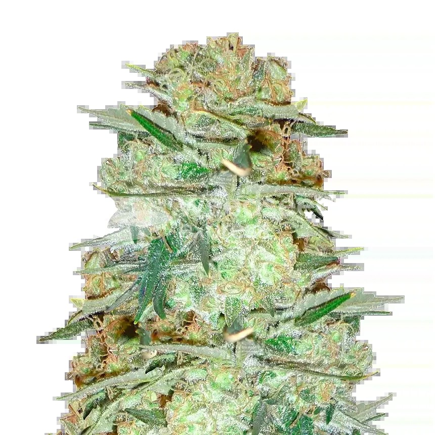 Glookies Seeds