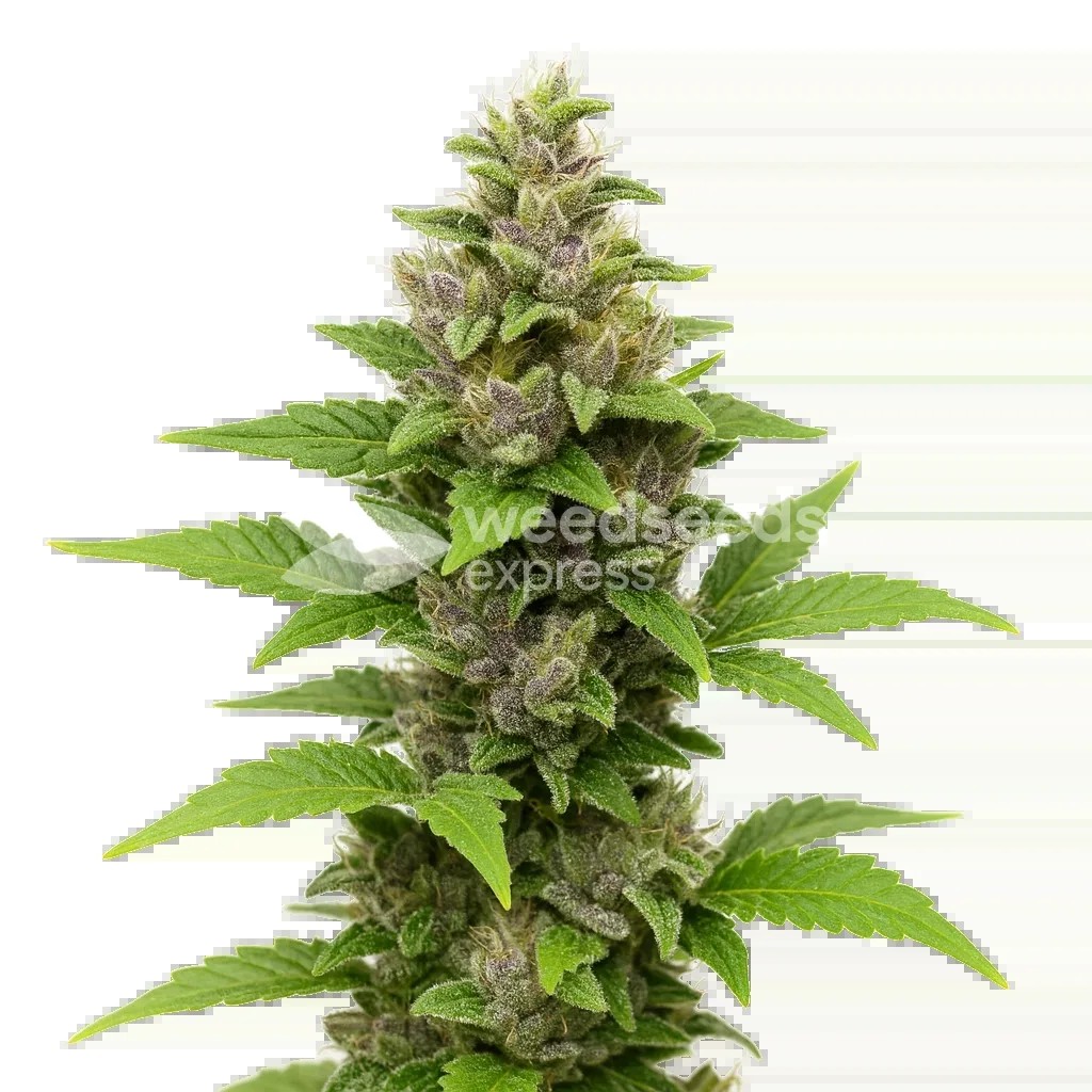 Godfather OG Auto Seeds