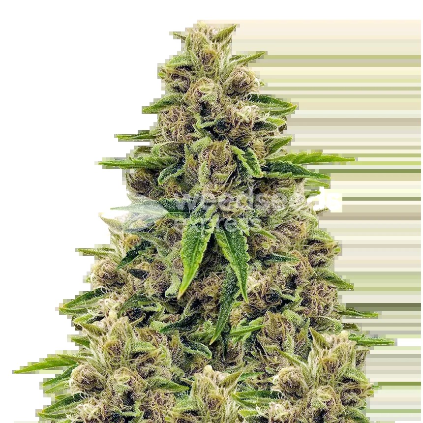 Godfather OG Seeds