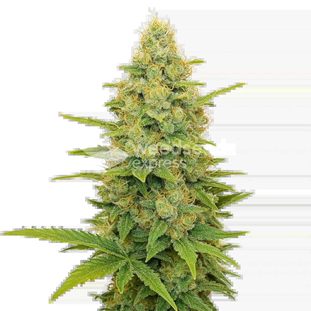 Gold Leaf Auto Seeds