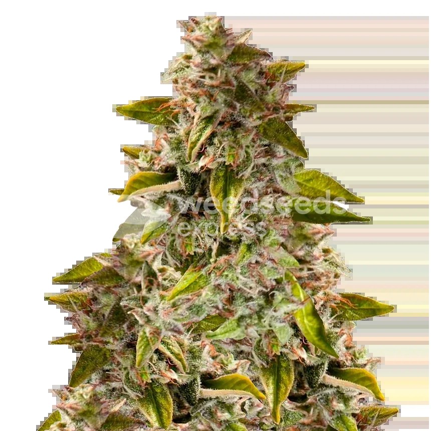 Golden Goat Seeds
