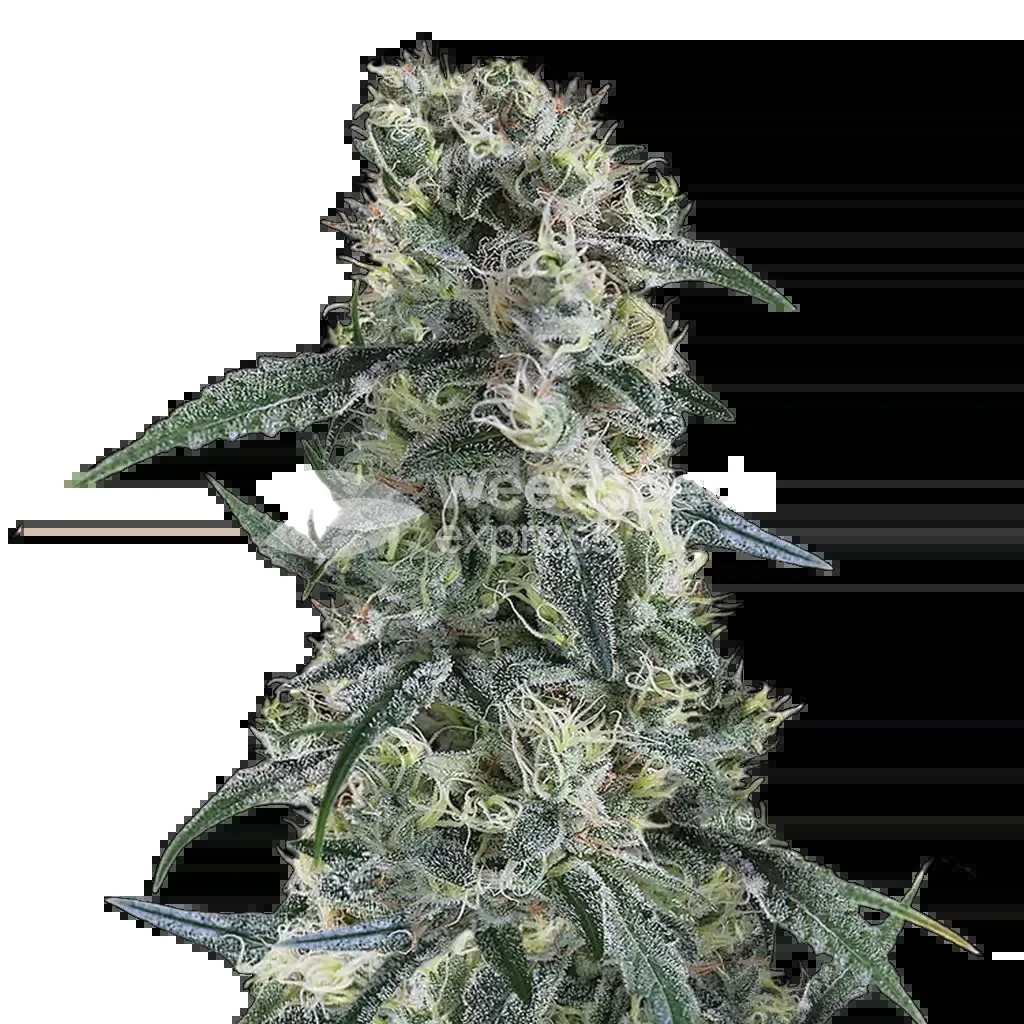 Gorilla Cookies Seeds