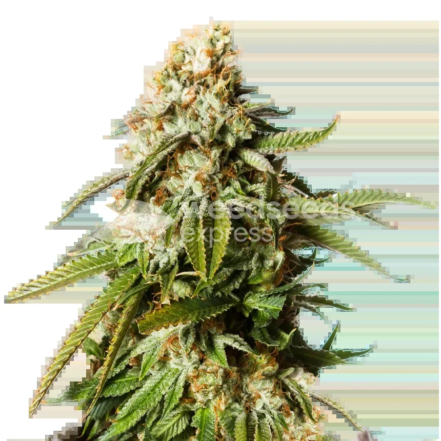 Gorilla Glue #4 Seeds
