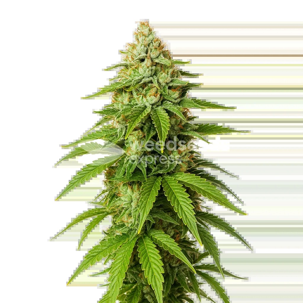Gorilla Glue Auto Seeds