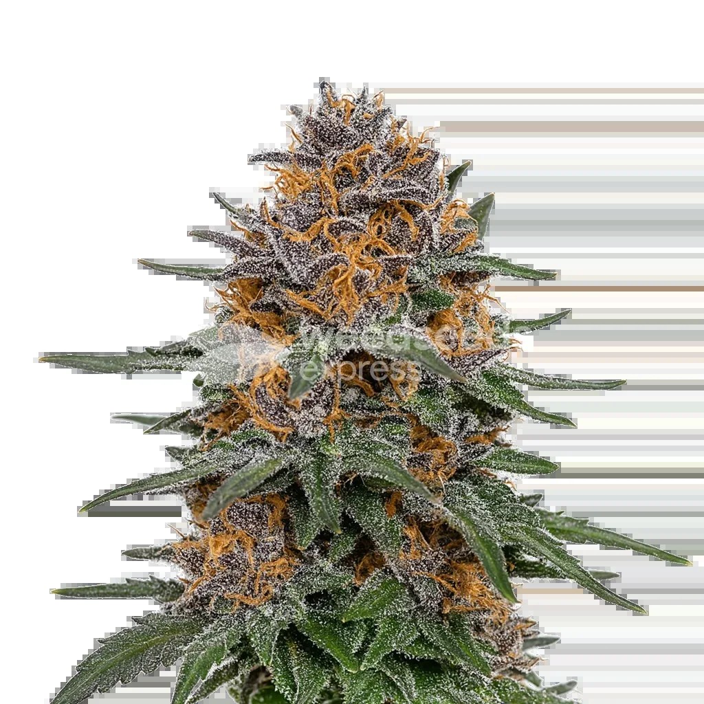Granddaddy Purple Auto Seeds