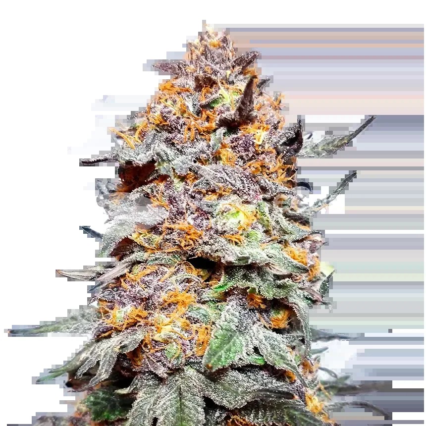 Granddaddy Purple Seeds