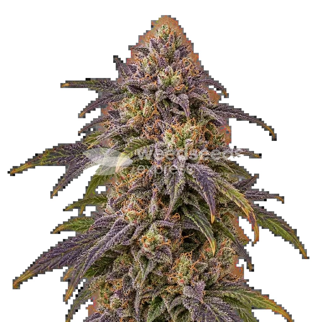 Granddaddy Purple x Bruce Banner Seeds