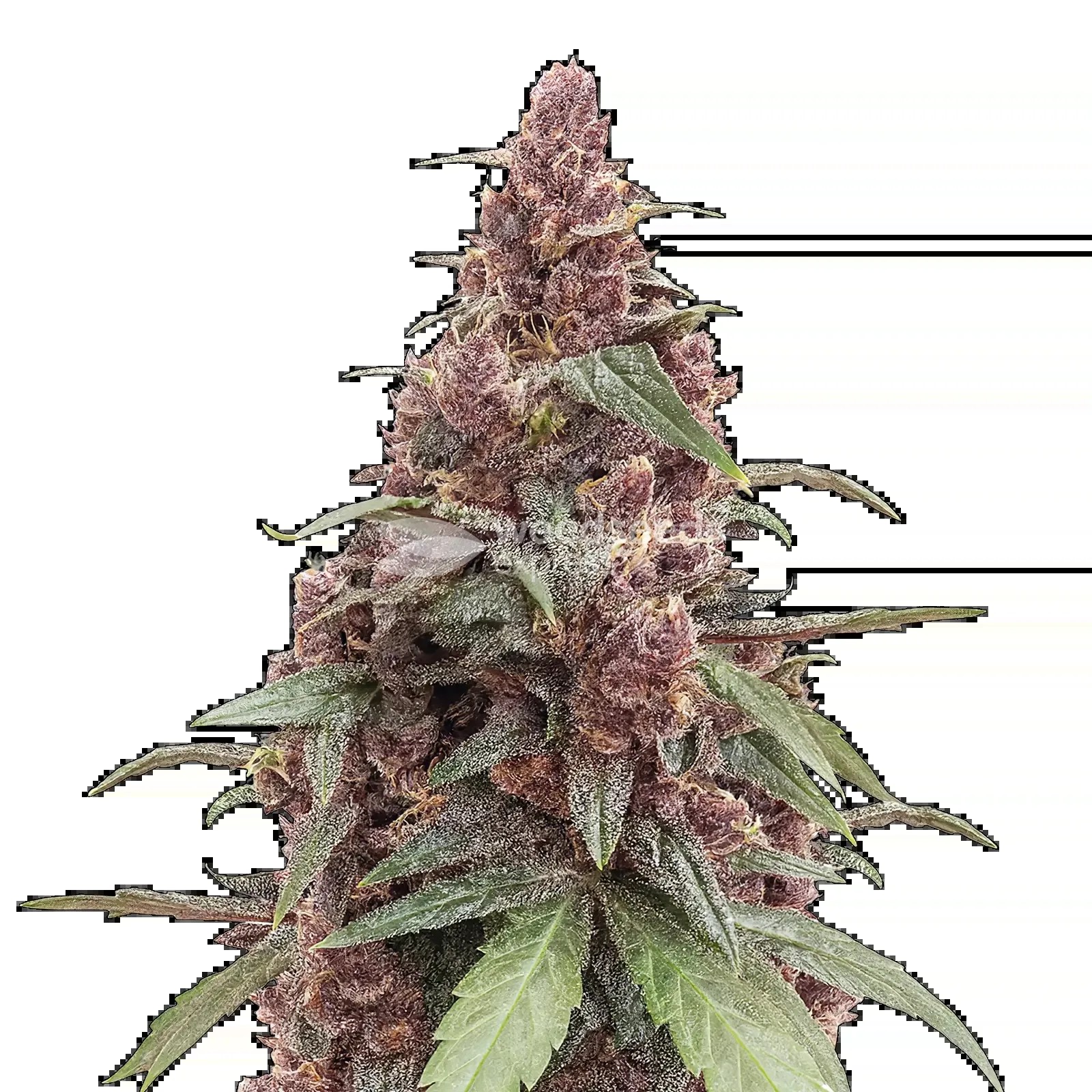 Grandmommy Purple Seeds