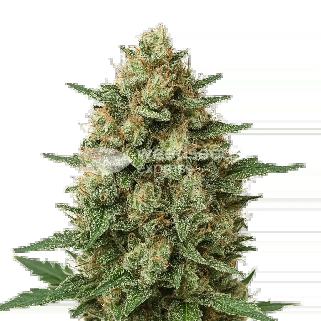 Grape Ape Auto Seeds