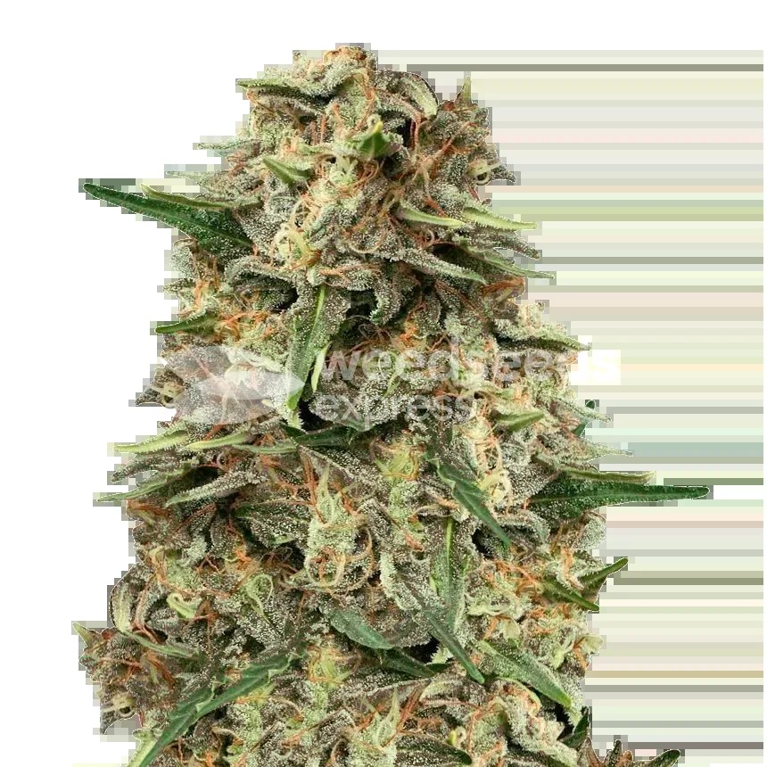 Grape Ape Seeds
