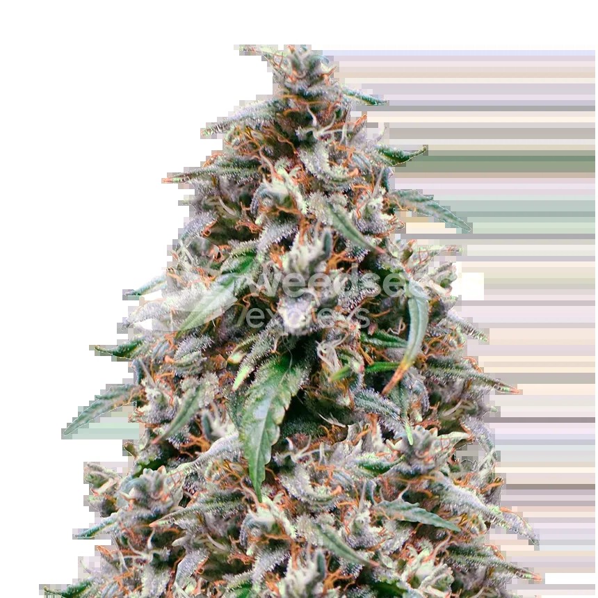 Grease Monkey Seeds
