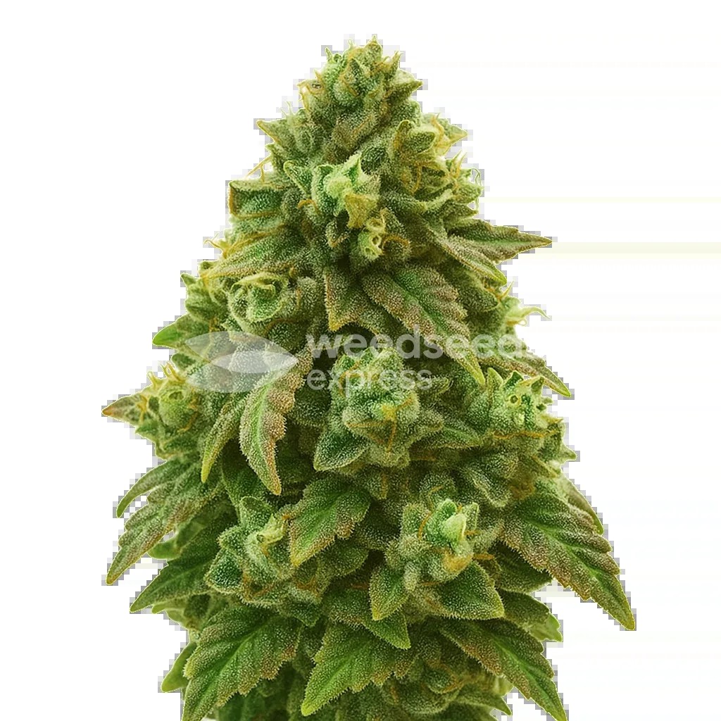 Green Crack Auto Seeds