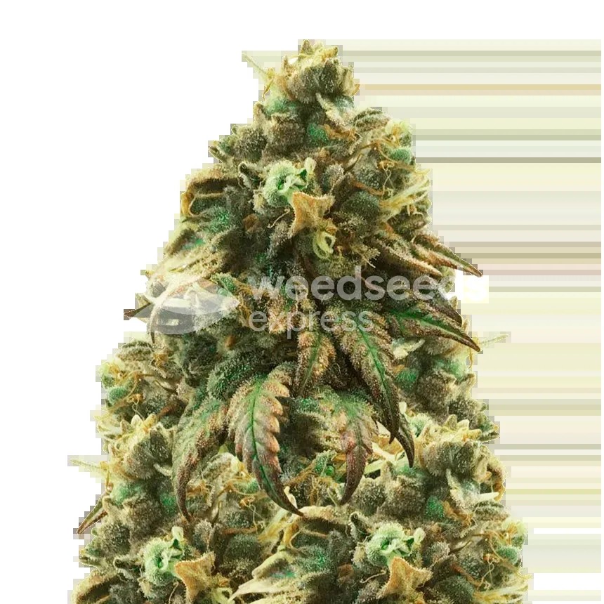 Green Crack Seeds