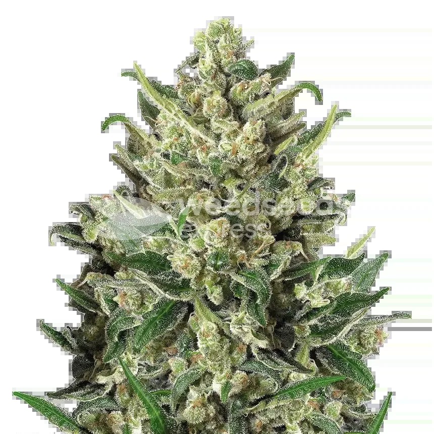 Green Poison Seeds