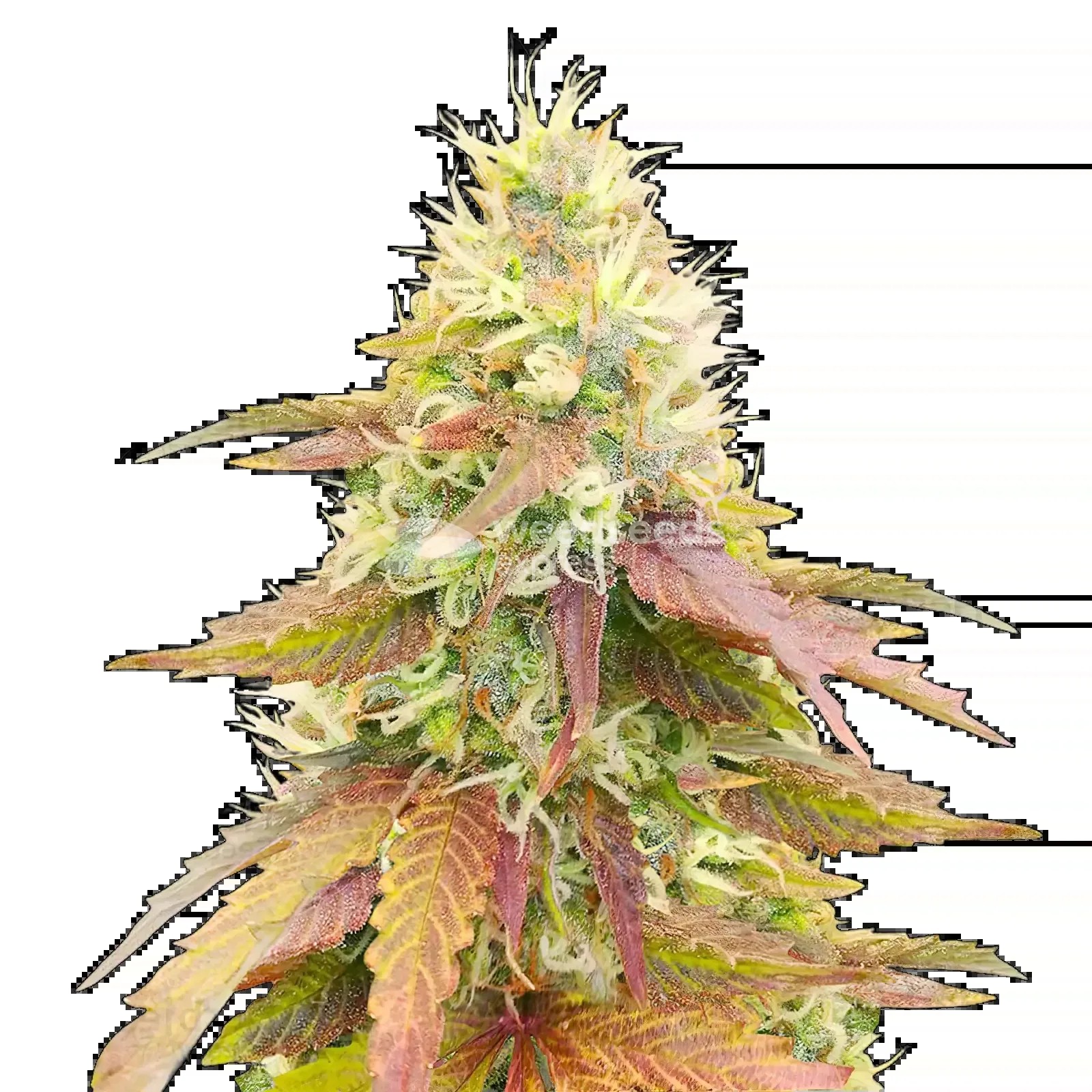 Gumbo Seeds