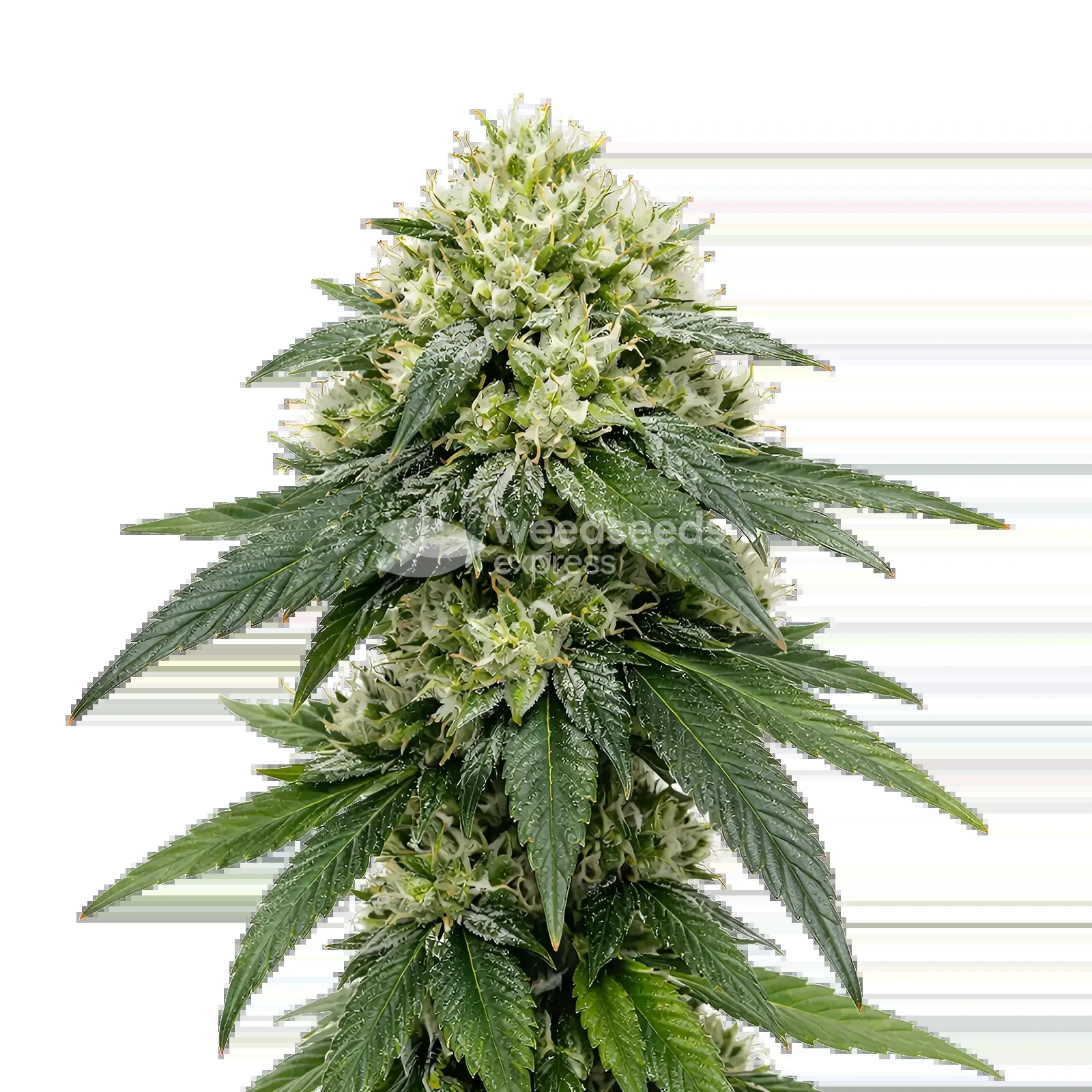 Gush Mints Auto Seeds