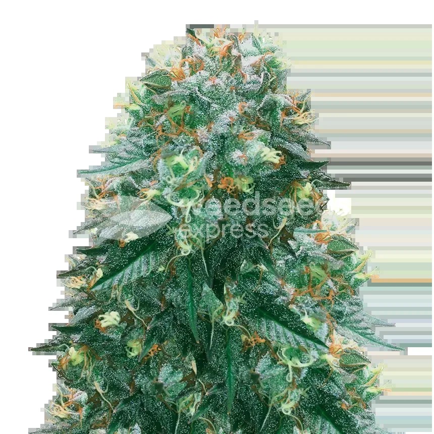 Harlequin Seeds