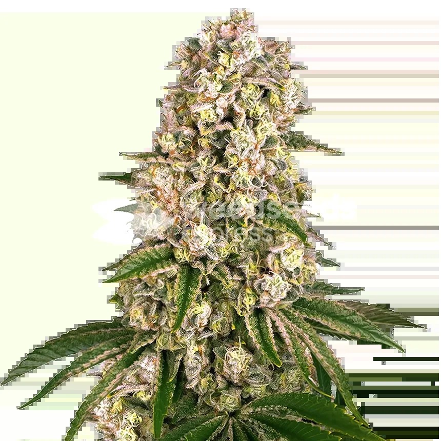 Hash Plant Seeds