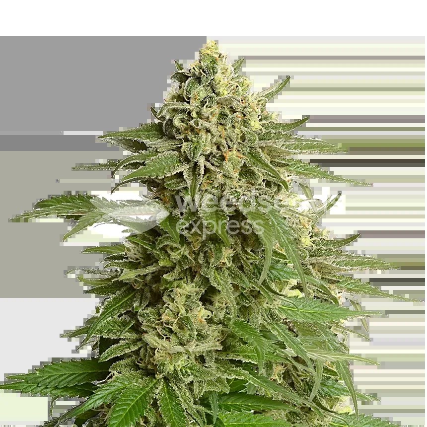 Haze #1 Seeds