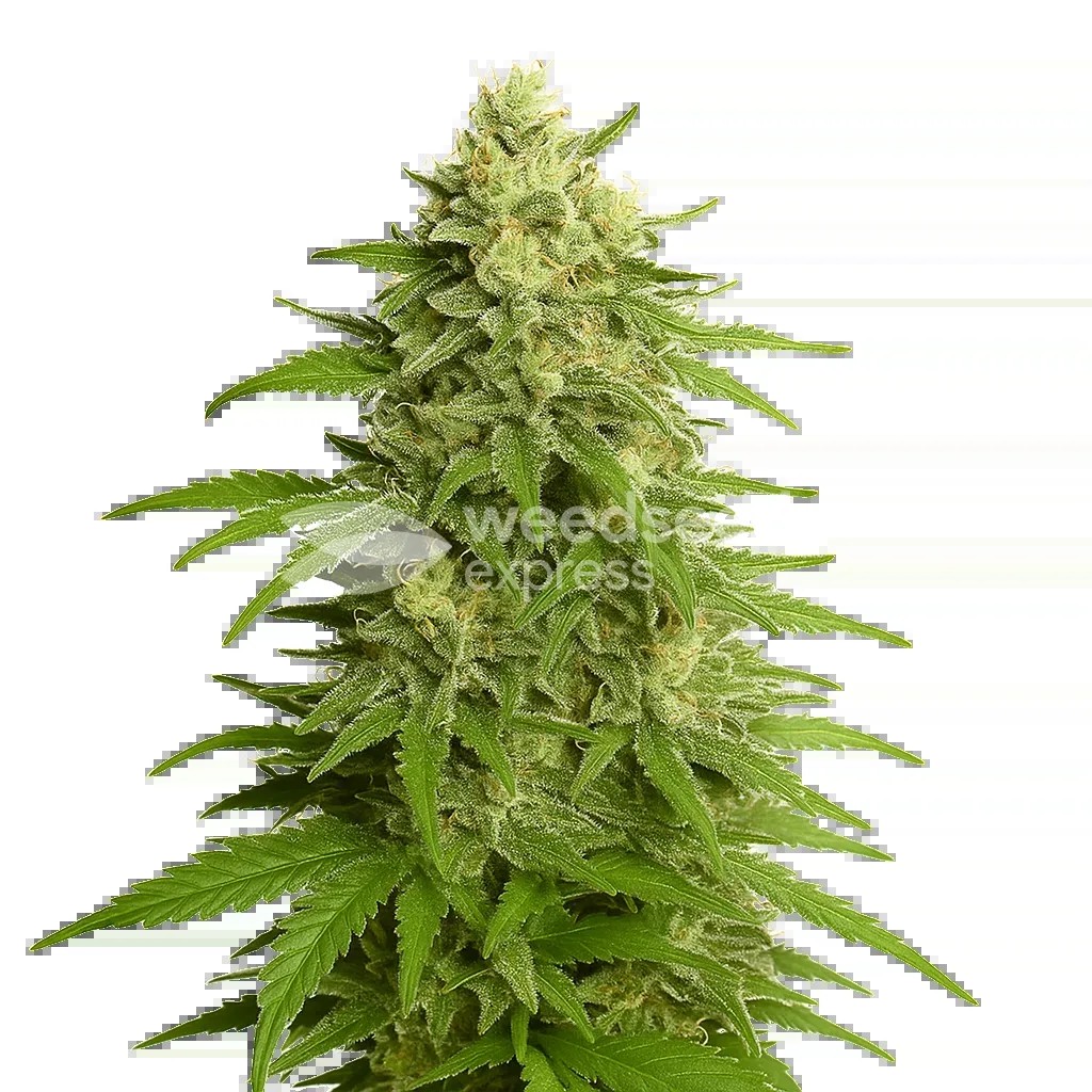 Haze Auto Seeds