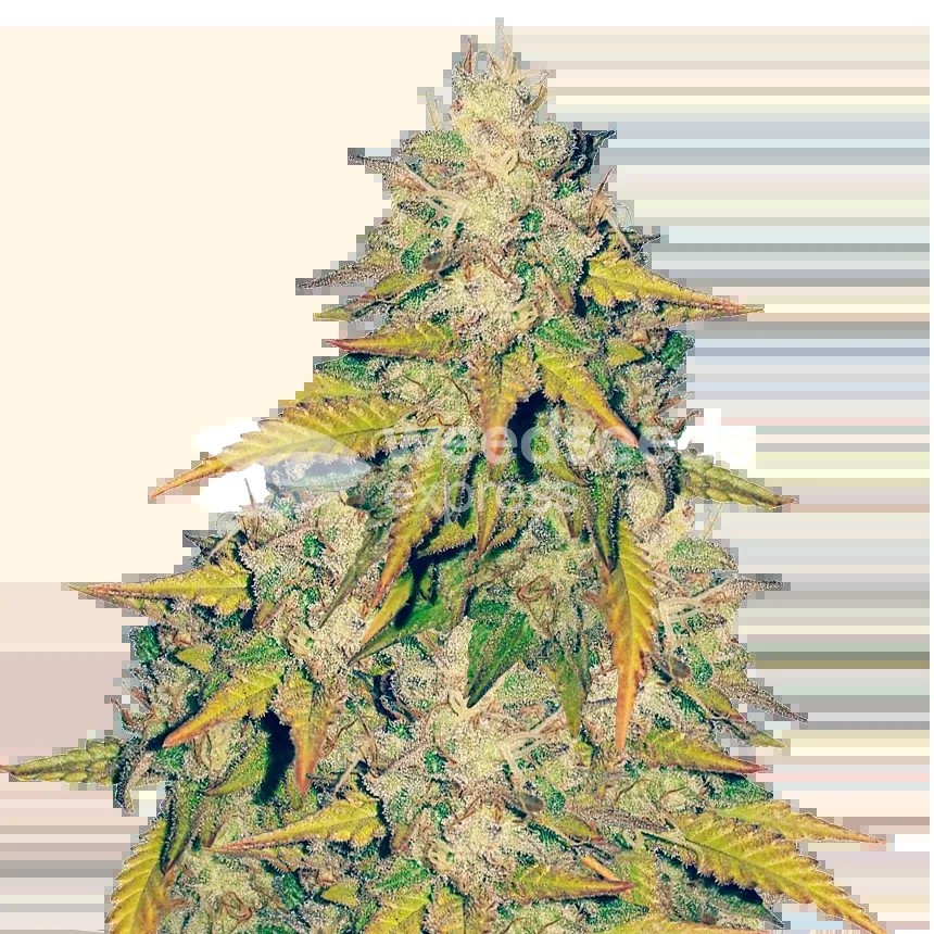 Headband Seeds