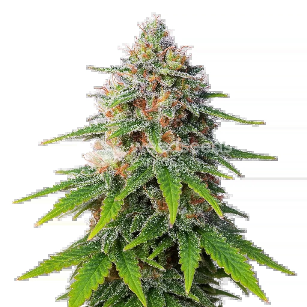 Hellfire OG Auto Seeds