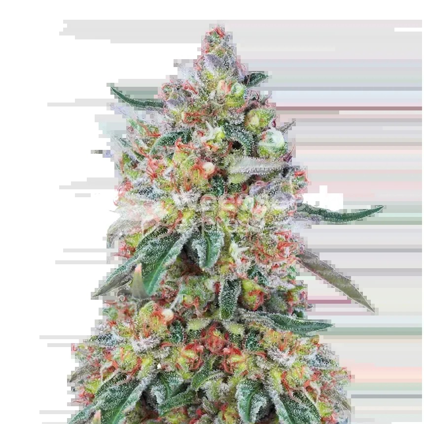 Hellfire OG Seeds
