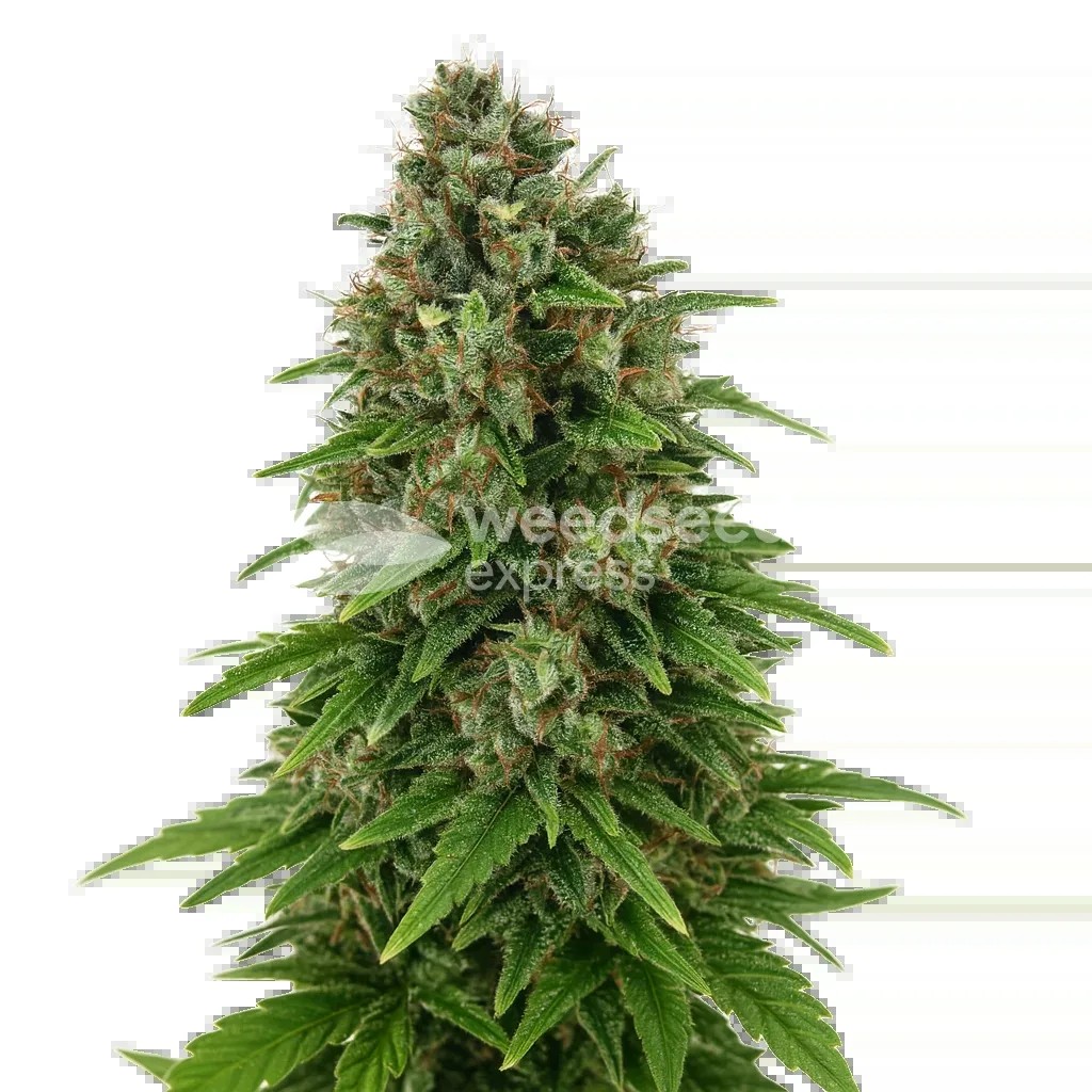 Hindu Kush Auto Seeds