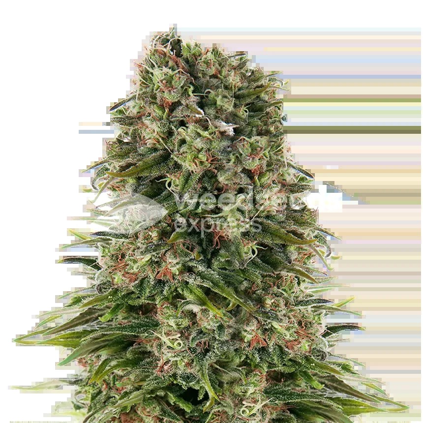 Hindu Kush Seeds