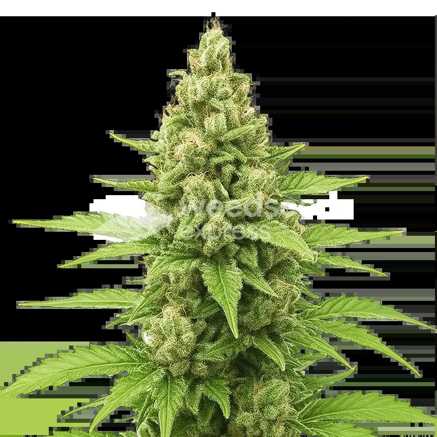 Humboldt Auto Seeds