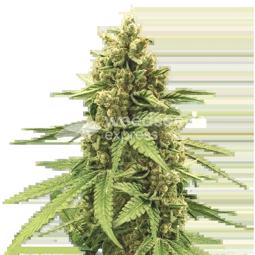 Humboldt Seeds