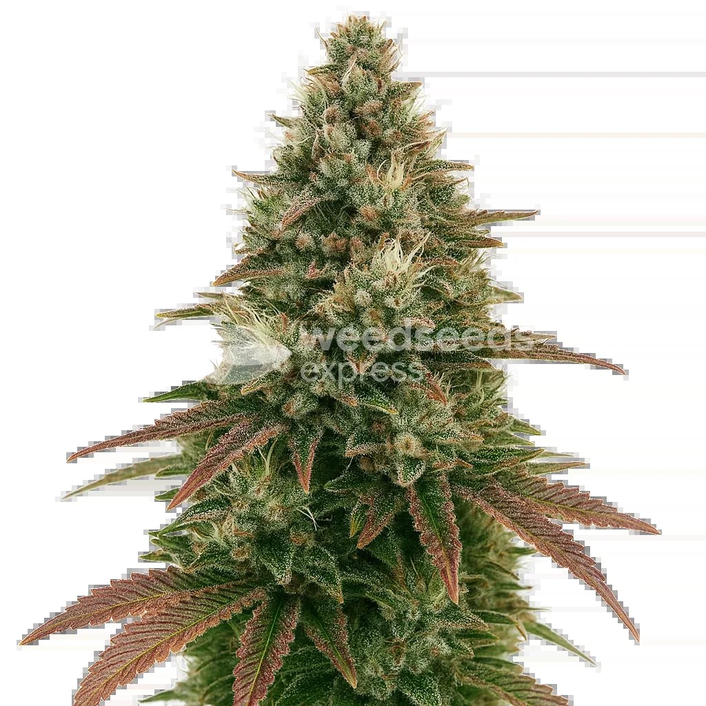 Ice Cream Cake Auto Seeds