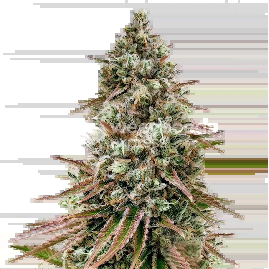 Ice Cream Cake Seeds