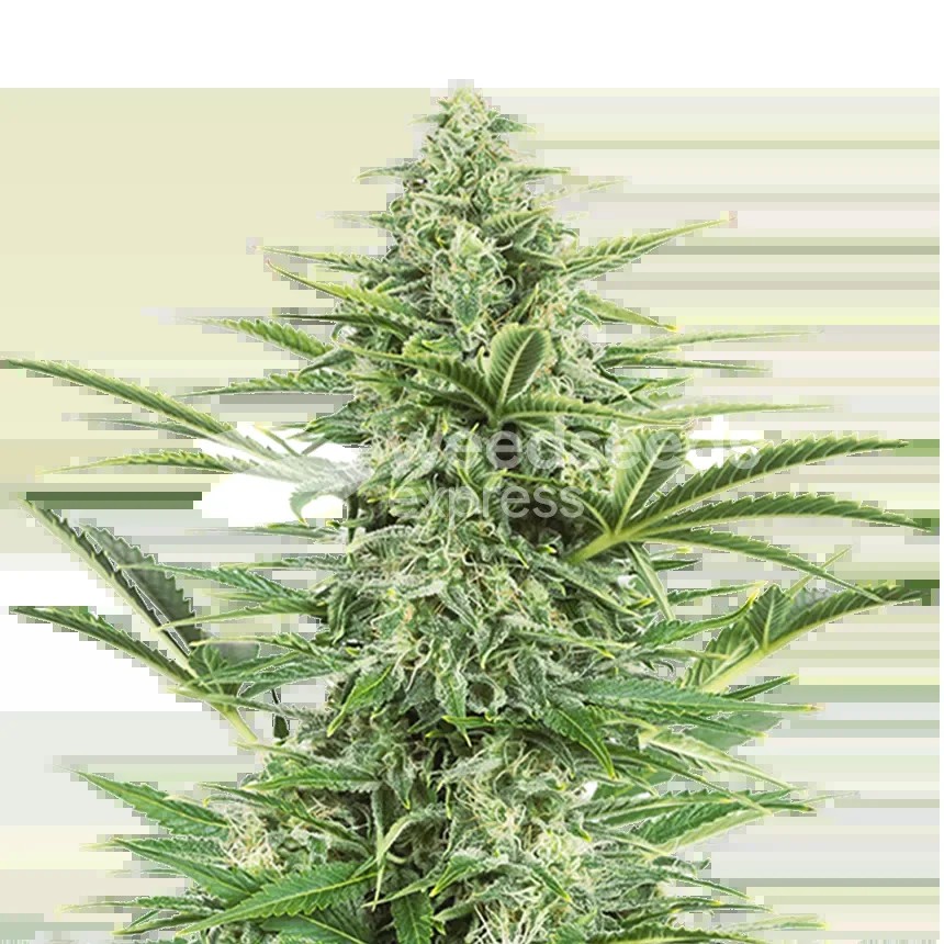 Island Sweet Skunk Seeds