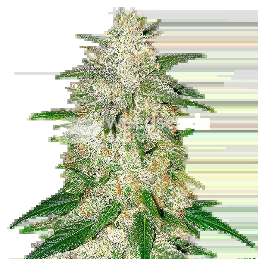 Italian Ice Seeds