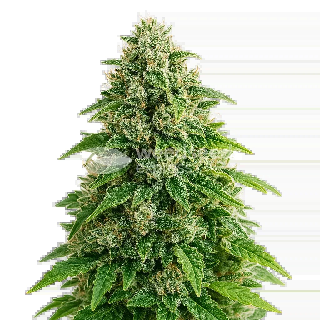 Jack Herer Auto Seeds