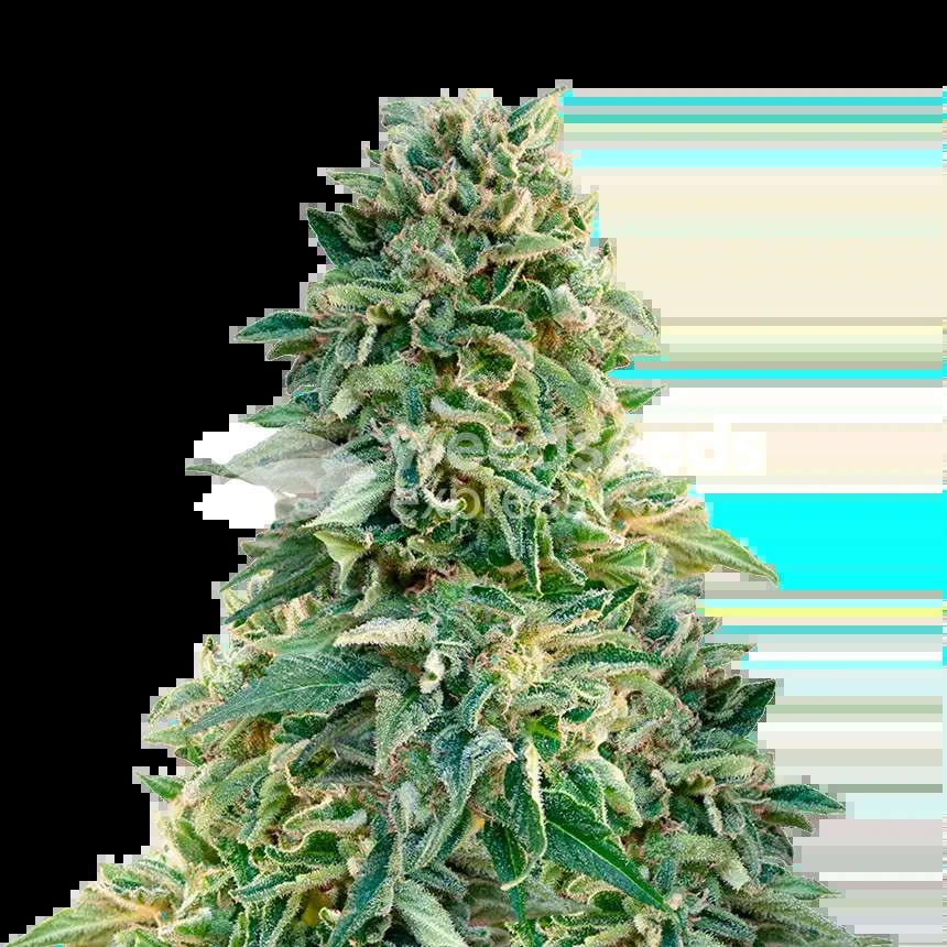 Jack Herer Seeds