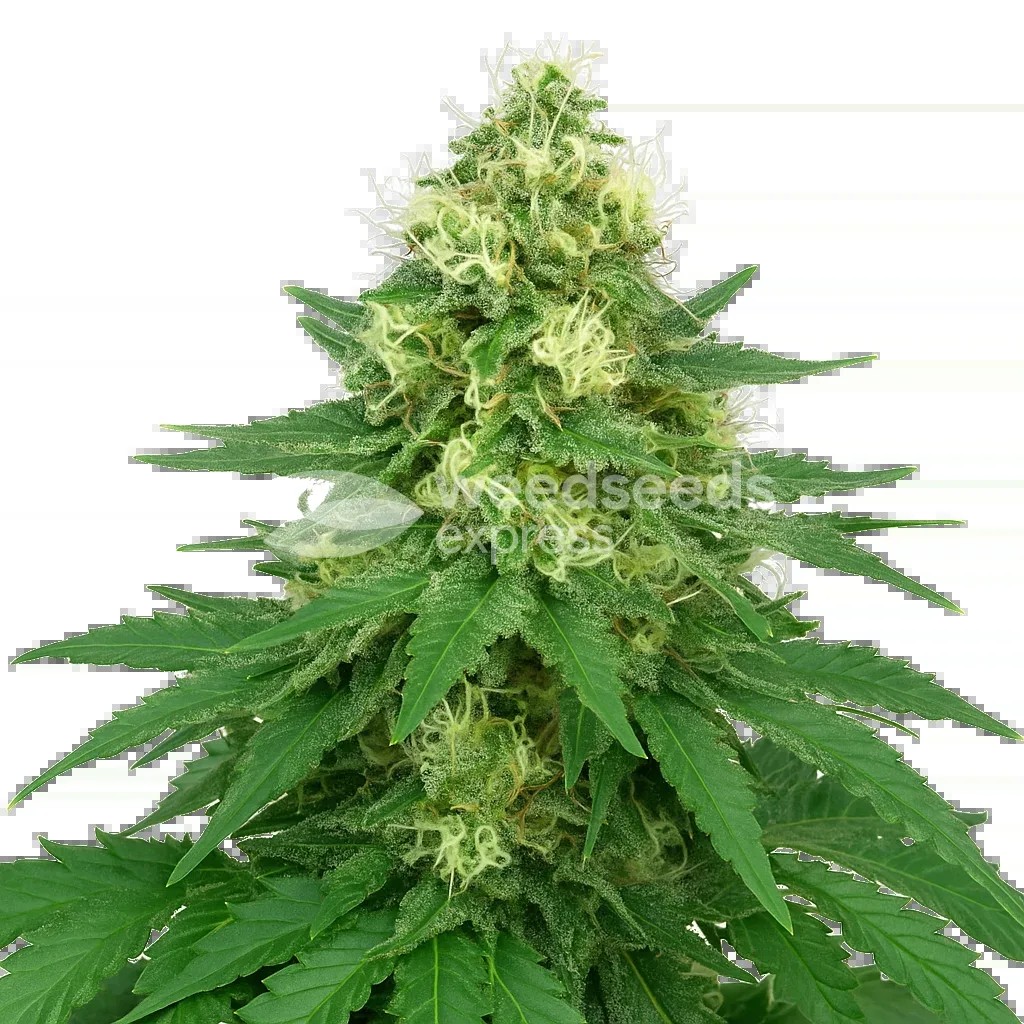 Jack Widow Auto Seeds