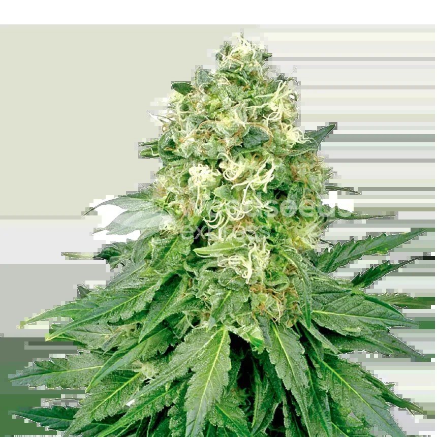 Jack Widow Seeds