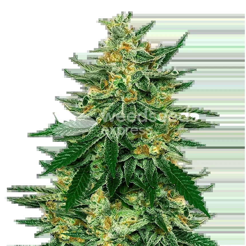 Jet Fuel Seeds